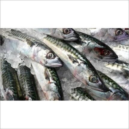 Horse Mackerel Fish